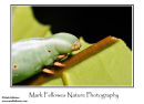 Hawkmoth caterpillar